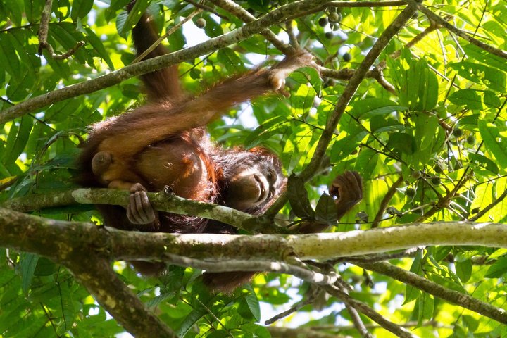 Sandakan: 3D2N Wildlife Cruise and Live Like a Local