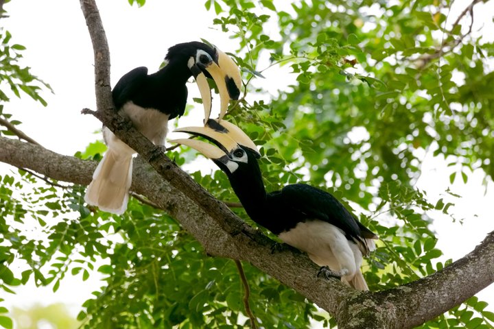 Sandakan: 3D2N Wildlife Cruise and Live Like a Local