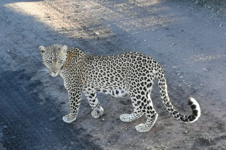 3 Days Tsavo East & West Safari.
