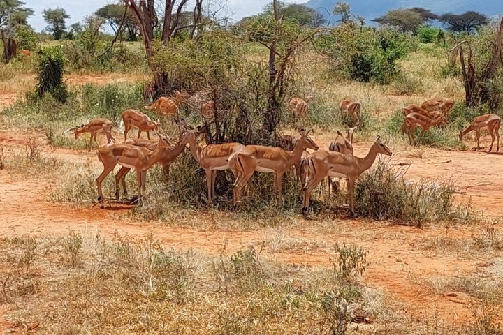 3 Days Tsavo East & West Safari.
