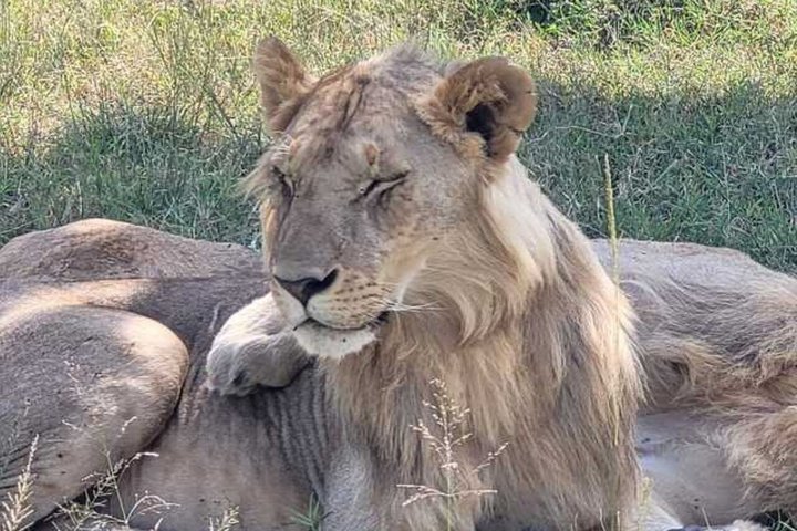 3 Days Tsavo East & West Safari.