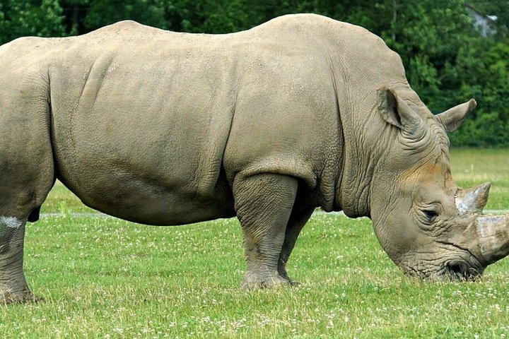 Tala Game Reserve and Natal Park Half Day Tour from Durban