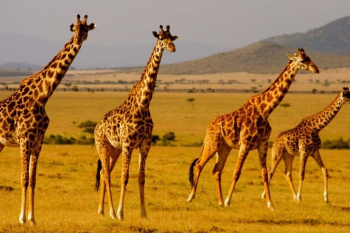 Tala Game Reserve and Natal Park Half Day Tour from Durban