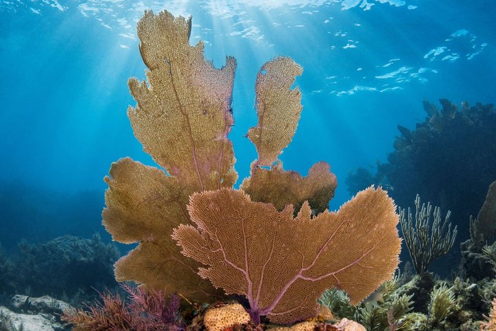 Key Largo Snorkeling Trip to the Florida Reef (Boat Tour)