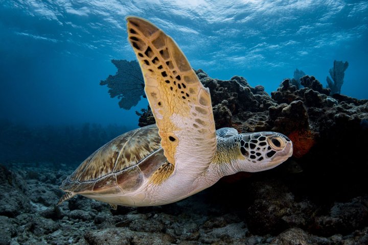 Key Largo Snorkeling Trip to the Florida Reef (Boat Tour)