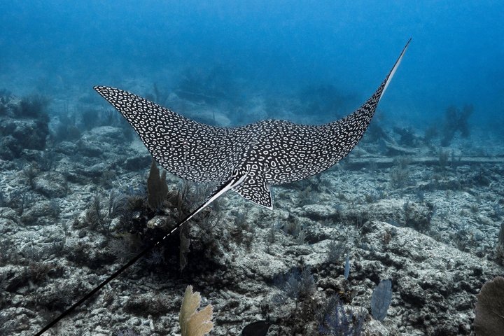 Key Largo Snorkeling Trip to the Florida Reef (Boat Tour)