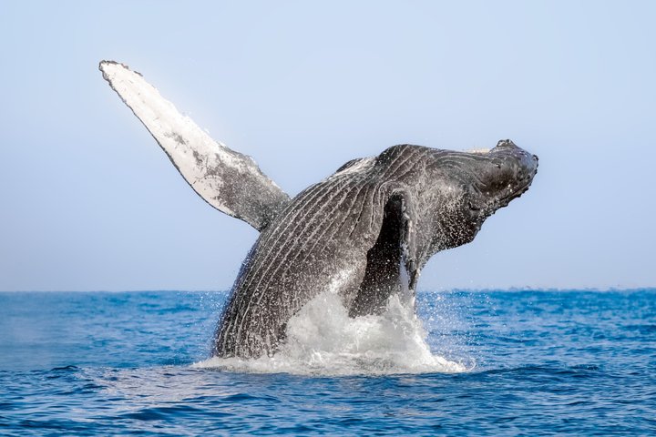 Humpback Whale Watching Tour