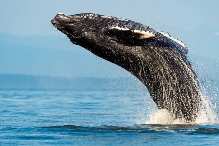 Humpback Whale Watching Tour