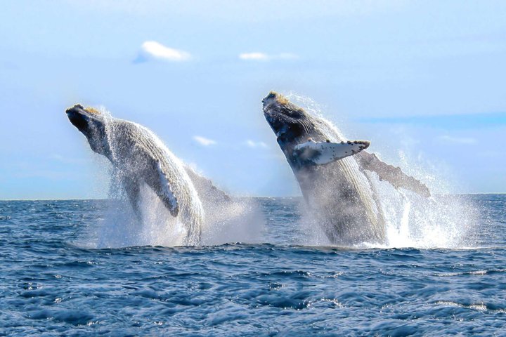 Humpback Whale Watching Tour