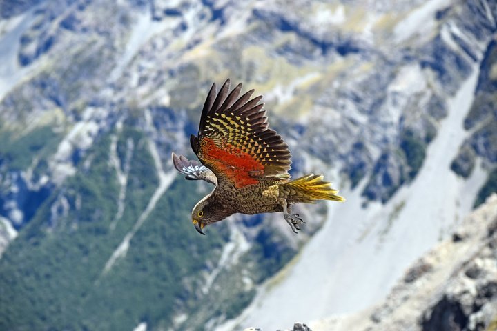 TranzAlpine Train, Arthur's Pass and Castle Hill Day Trip