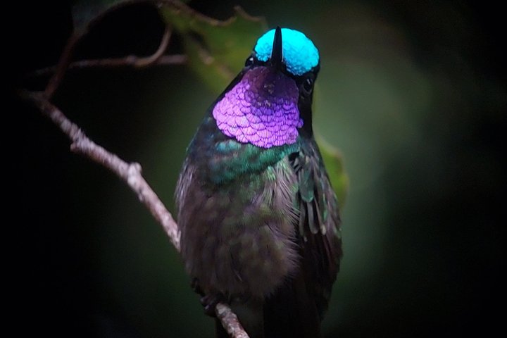 Monteverde Cloud Forest Hanging Bridges Guided Walk