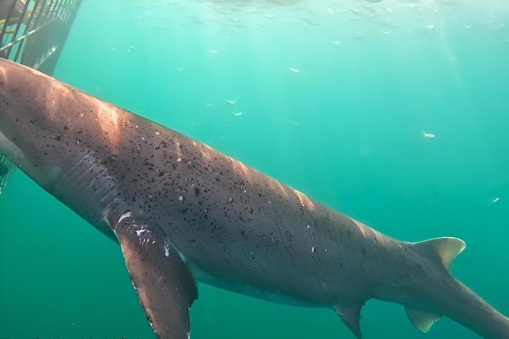 Half-Day White Shark Cage Diving from Gansbaai