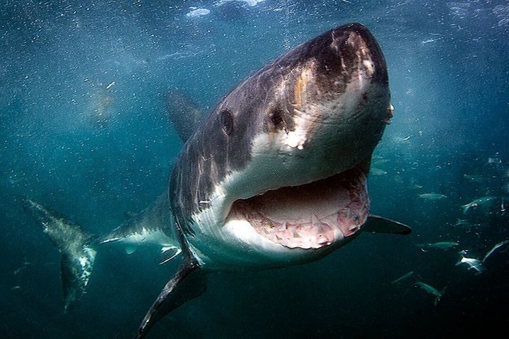 Half-Day White Shark Cage Diving from Gansbaai