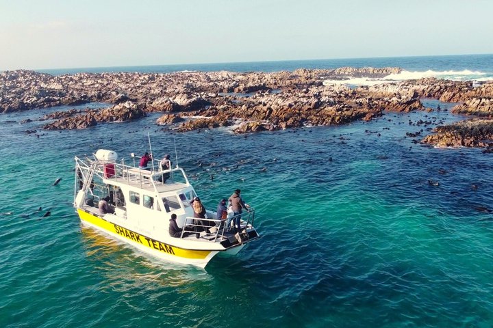 Half-Day White Shark Cage Diving from Gansbaai