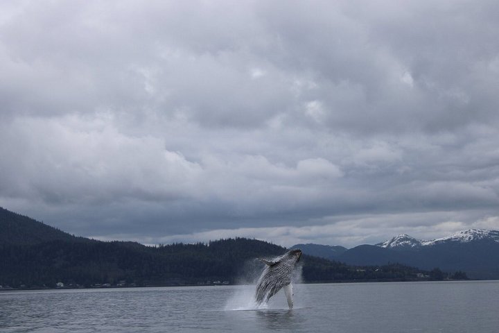 Wildlife Viewing, Sightseeing and Whale Watching Quest