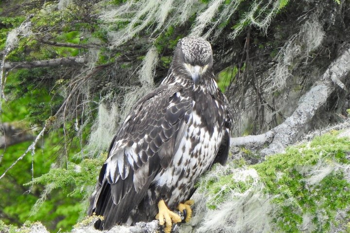 Wildlife Viewing, Sightseeing and Whale Watching Quest