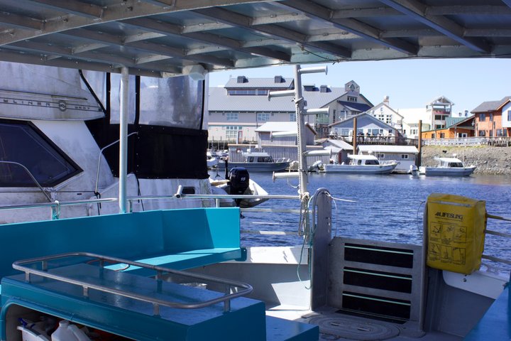 Wildlife Viewing, Sightseeing and Whale Watching Quest