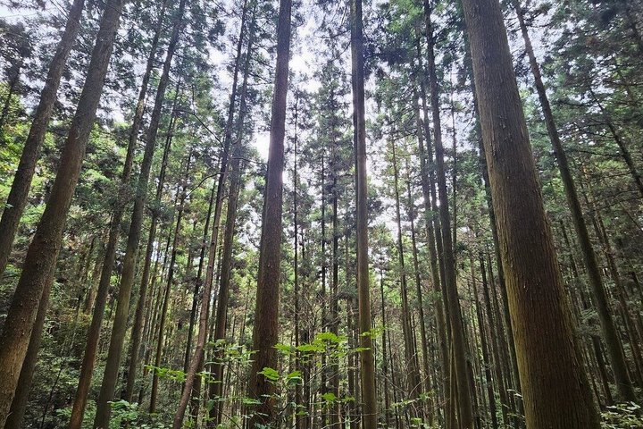 Day Tour to Miyazaki Takachiho Gorge & Shrine depart from Fukuoka