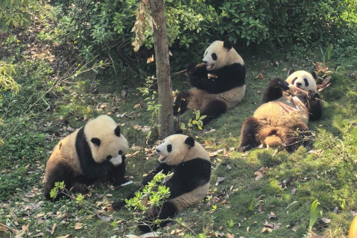 Chengdu Panda Research Base Tickets And Optional Private Tour