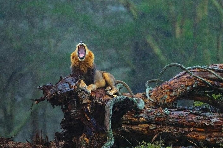 Lake Nakuru National Park Half Day Price Per Vehicle from Nakuru