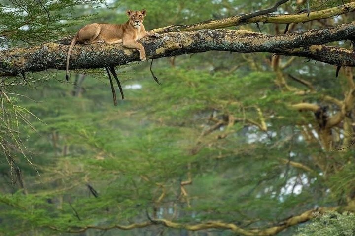Lake Nakuru National Park Half Day Price Per Vehicle from Nakuru