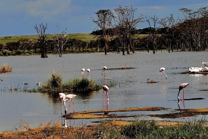 Lake Nakuru National Park Half Day Price Per Vehicle from Nakuru
