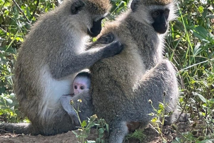 Lake Nakuru National Park Half Day Price Per Vehicle from Nakuru