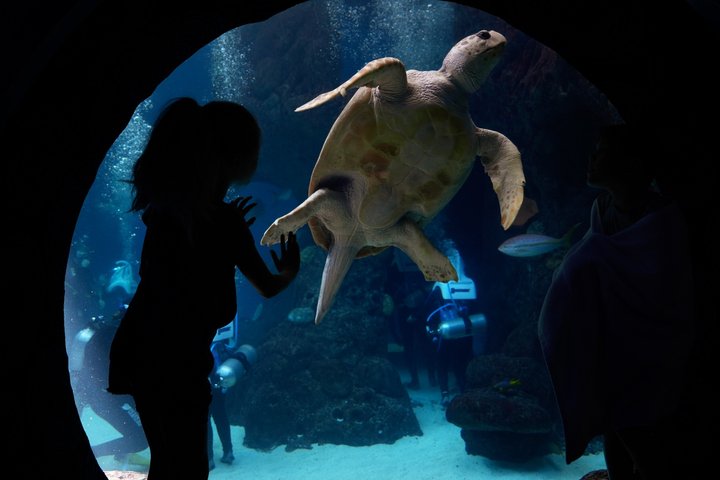 The Florida Aquarium in Tampa General Admission