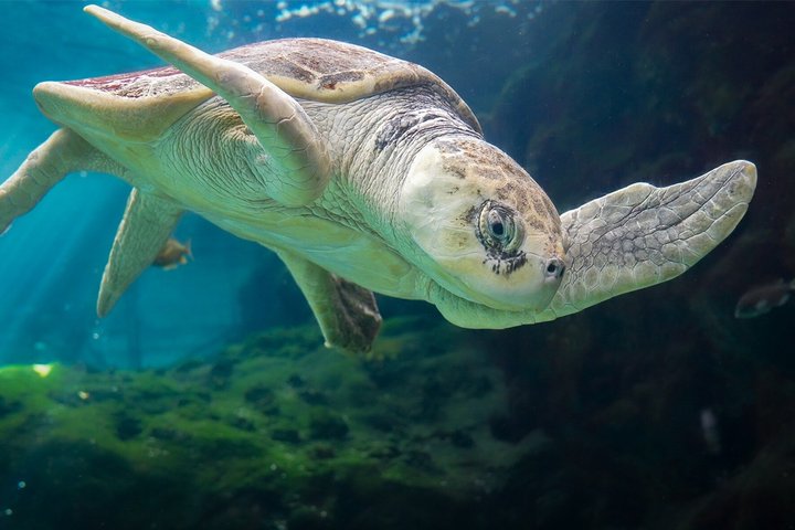 The Florida Aquarium in Tampa General Admission