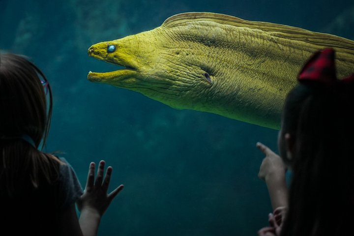 The Florida Aquarium in Tampa General Admission