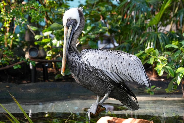 The Florida Aquarium in Tampa General Admission