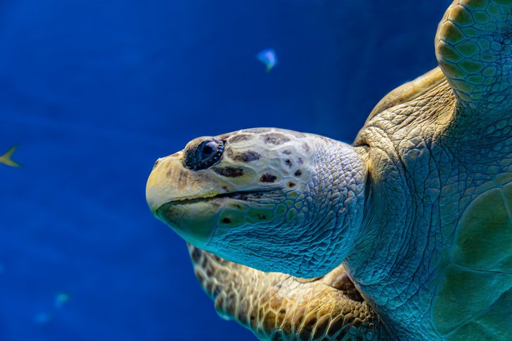 The Florida Aquarium in Tampa General Admission