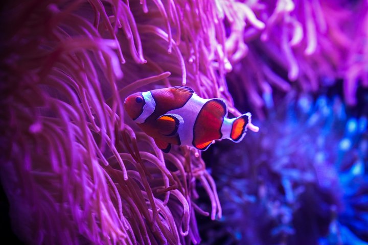 The Florida Aquarium in Tampa General Admission