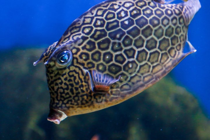 The Florida Aquarium in Tampa General Admission