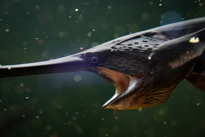 The Florida Aquarium in Tampa General Admission