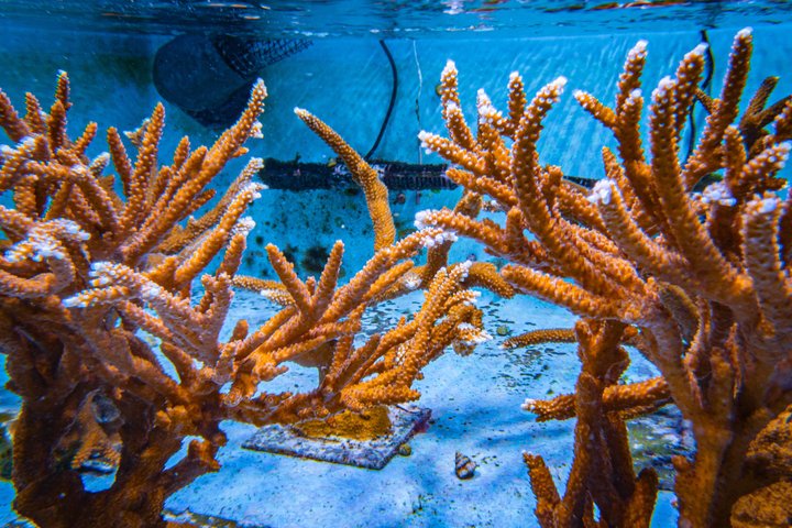 The Florida Aquarium in Tampa General Admission