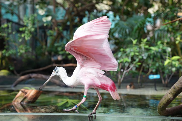 The Florida Aquarium in Tampa General Admission