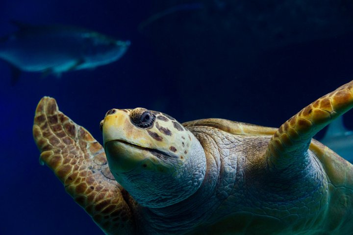 The Florida Aquarium in Tampa General Admission