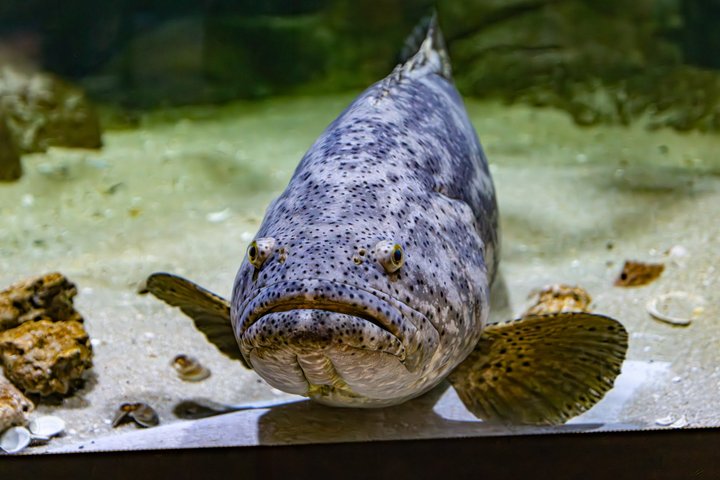 The Florida Aquarium in Tampa General Admission