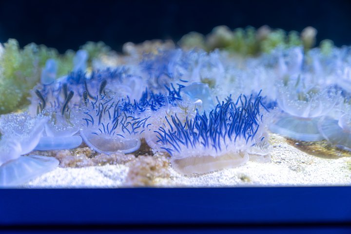 The Florida Aquarium in Tampa General Admission