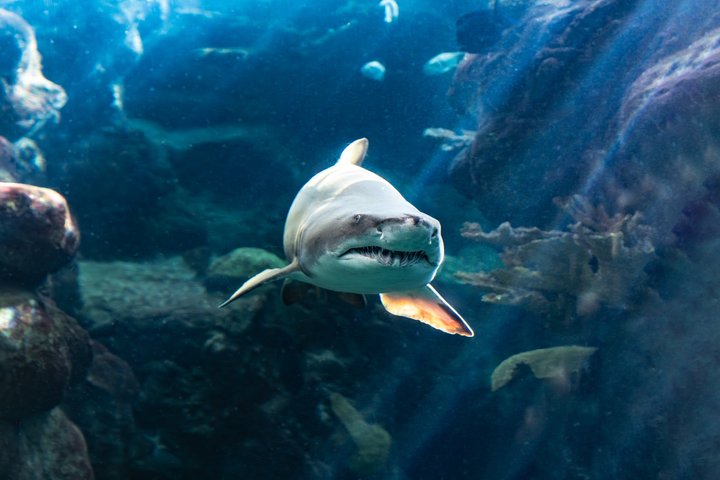 The Florida Aquarium in Tampa General Admission