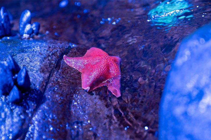 The Florida Aquarium in Tampa General Admission