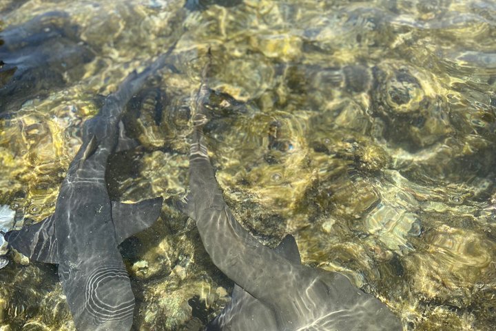 Sal Island Full day adventure: Shark Bay, Blue eye, Salt Lake.