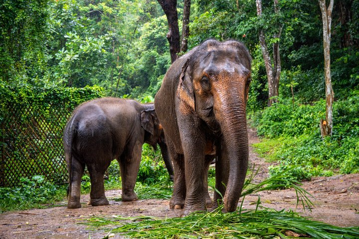 Phuket Elephant Nature Reserve Ethical Sanctuary
