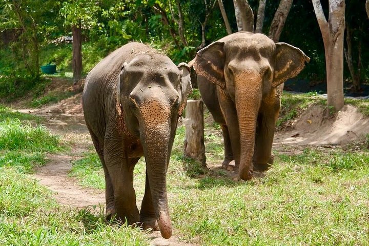 Phuket Elephant Nature Reserve Ethical Sanctuary