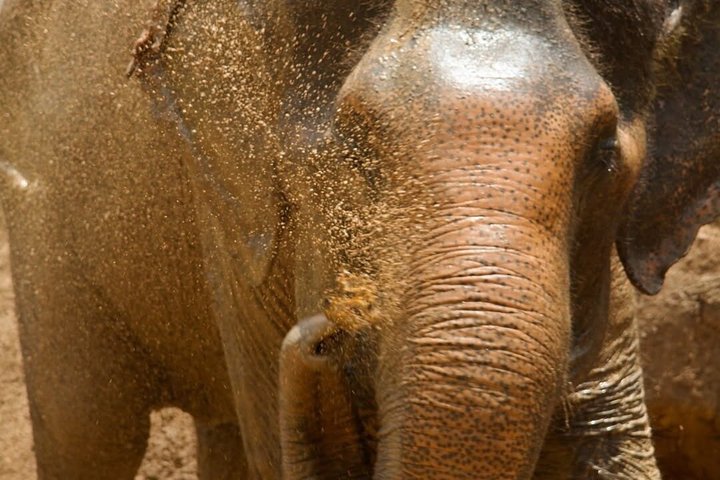 Phuket Elephant Nature Reserve Ethical Sanctuary