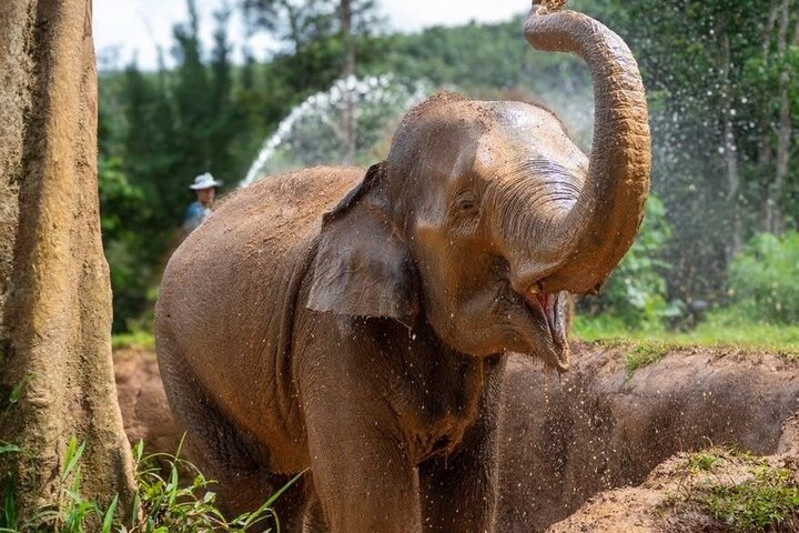 Phuket Elephant Nature Reserve Ethical Sanctuary