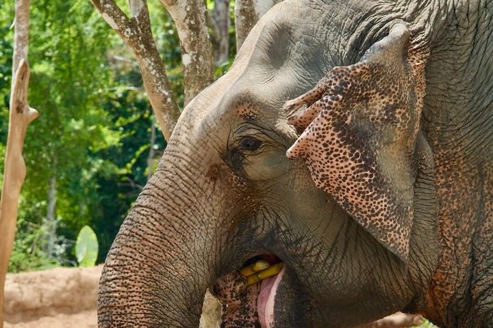 Phuket Elephant Nature Reserve Ethical Sanctuary
