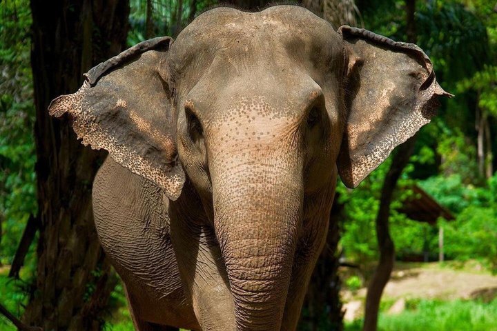 Phuket Elephant Nature Reserve Ethical Sanctuary