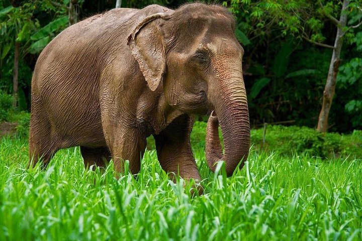 Phuket Elephant Nature Reserve Ethical Sanctuary
